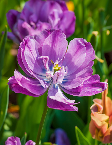 Tulip 'Blue Diamond' (Tulipa). Common Name: Double Late Tulip. New England Botanic Garden at Tower Hill, Boylston, Massachusetts, USA.