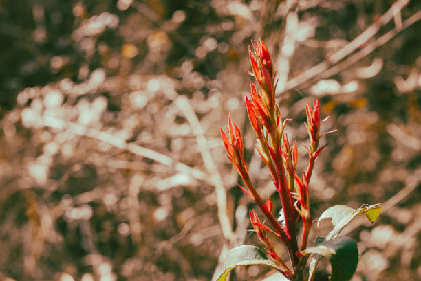 istock Photinia glabra 2067428015