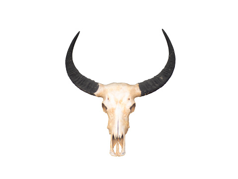 The skull of the buffalo that was fixed to the wooden wall.