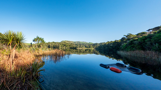Mirror Lake Waters Reflecting Lush Nikau Forest in Kaihoka Lakes Scenic Reserve, South Island, New Zealand