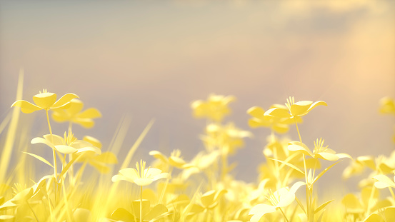 A lot of of blooming yellow flowers on a background sunset