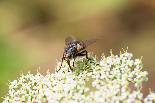 A Robber Fly of the scientific family Asilidae. Robber flies are large, bristly flies that catch their prey (usually other insects) mid-flight.