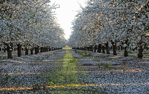 Blooming almond orchard in February, Fresno, California