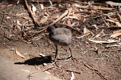 the dusky moorhen chick is a water bird which has all black feathers with an orange beak