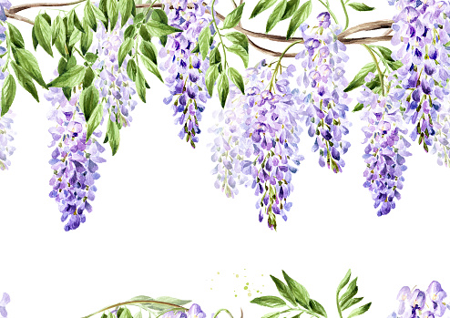 Wisteria lilac spring flowers border. Hand drawn watercolor  seamless pattern isolated on white background