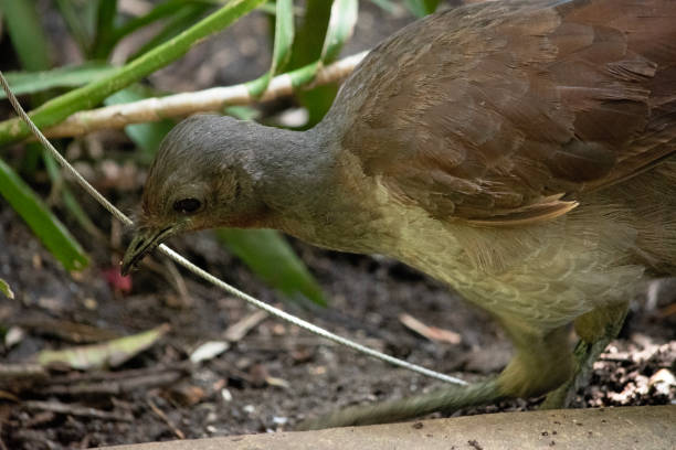 istock this is a close up of a lyre bird 2067519578