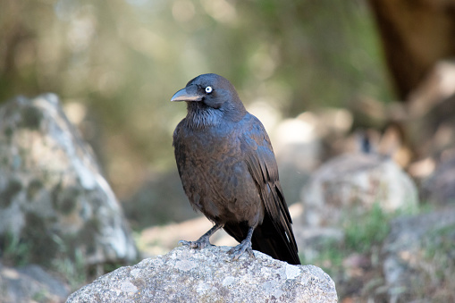 Australian Ravens are black with white eyes in adults. The feathers on the throat (hackles) are longer than in other species,