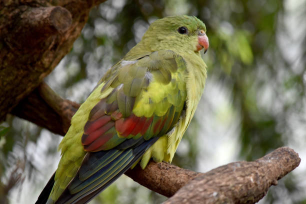 istock this is a side view of a regent parrot 2067523273