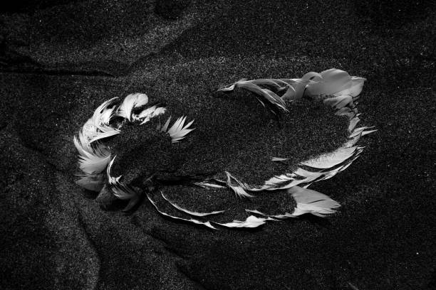 Graphic resource: Fallen angel. A white bird wing half buried in black sand enhanced by a monochrome rendering.