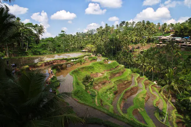 Photo of The rice terraces on Bali, Indonesia