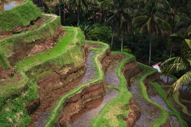 Photo of The rice terraces on Bali, Indonesia