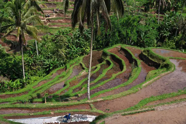 Photo of The rice terraces on Bali, Indonesia