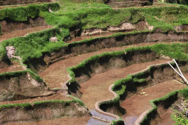 Photo of The rice terraces on Bali, Indonesia