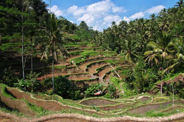 Photo of The rice terraces on Bali, Indonesia