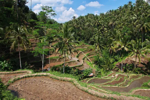 Photo of The rice terraces on Bali, Indonesia