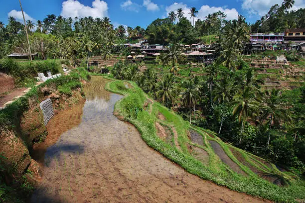 Photo of The rice terraces on Bali, Indonesia