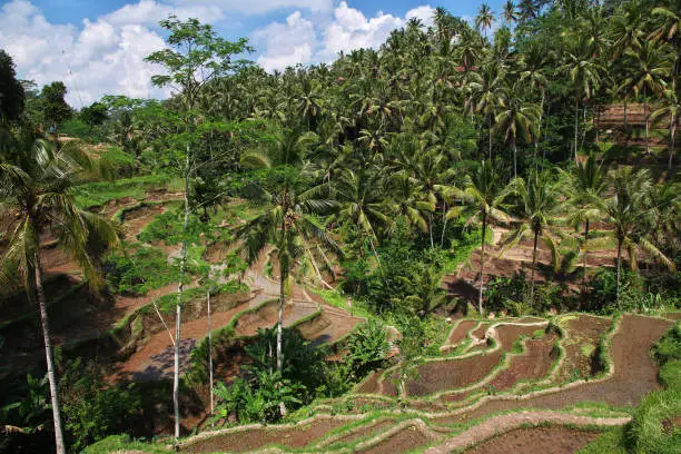 Photo of The rice terraces on Bali, Indonesia