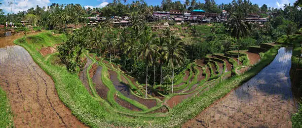 Photo of The rice terraces on Bali, Indonesia