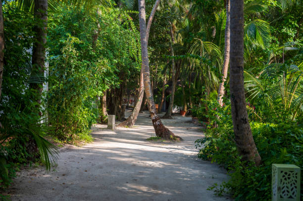 istock Sandy path near low white houses in tropical forest. 2067568035
