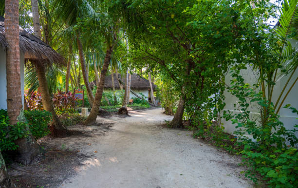 istock Sandy path near low white houses in tropical forest. 2067568566