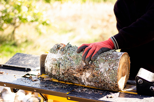 Close up of male hands chopping birch firewood on a hydraulic wood splitter. Sawmill. Birch firewood for fireplac.