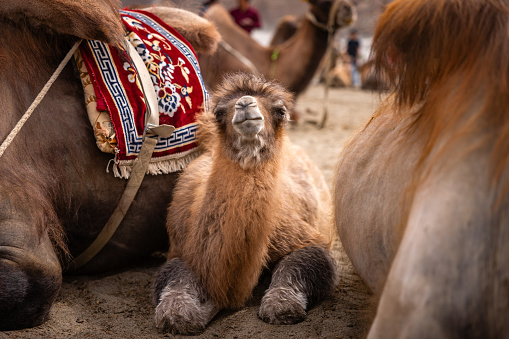 Nomads harnessing riding camels in the desert with traditional bedouins tent in the foreground, Al Ula, Saudi Arabia