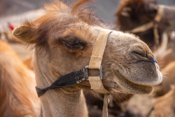 closeup of a double humped camels in sand dunes of nubra valley - bactrian camel imagens e fotografias de stock