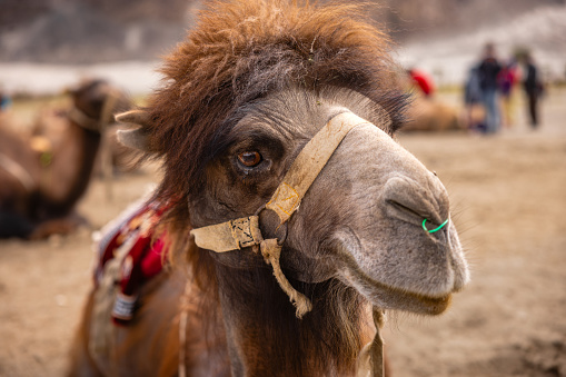 Closeup of a Double humped Camels in Sand dunes of Nubra Valley