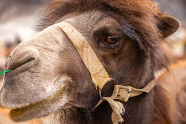 closeup of a double humped camels in sand dunes of nubra valley - bactrian camel imagens e fotografias de stock