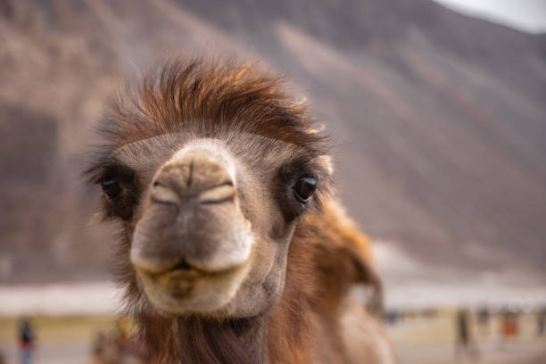 closeup of a double humped camels in sand dunes of nubra valley - bactrian camel imagens e fotografias de stock