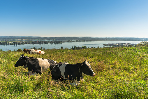 View of the island of Reichenau and Untersee, cows grazing on a meadow in the foreground, Salenstein, Canton of Thurgau, Switzerland