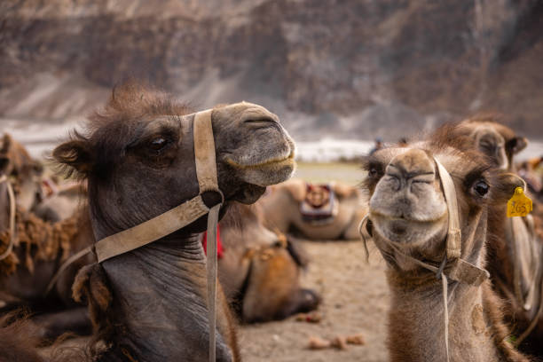 double humped camel herd in sand dunes of nubra valley - bactrian camel imagens e fotografias de stock