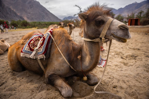 Camel Fest Rajastan