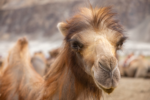 camel in liwa desert