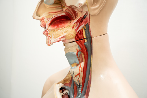 The throat, pharynx and larynx model anatomy for medical training course, teaching medicine education.