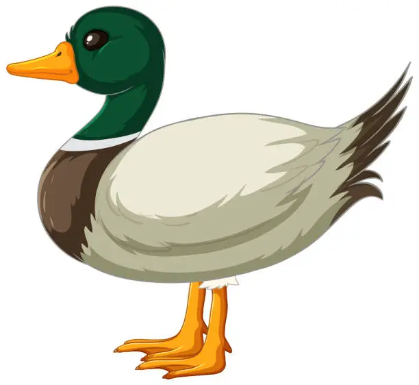 Vector illustration of A vibrant, detailed vector of a mallard duck