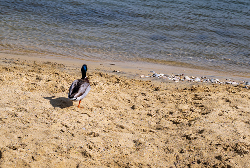 A brown duck walks on the yellow sand by the river.