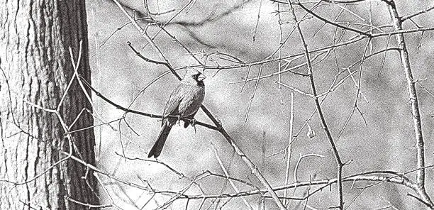 Vector illustration of Cardinal bird perching on branch