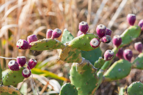 The flowers, in the shape of a crown, arise from the areoles at the edges of the segments