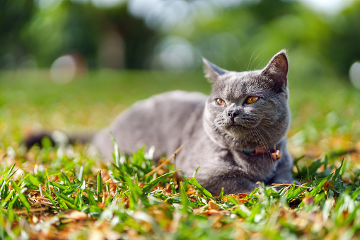 Close up a cute gray cat is shown in a park, she is resting on grass field, looking away with a blurred green nature background.