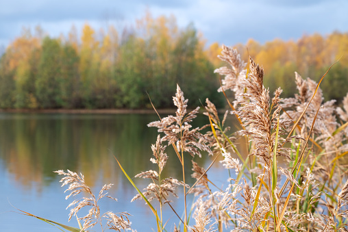 Dried fluffy reed stems at lake shore early autumn nature landscape