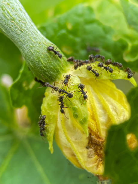 istock Macro photo portrait of small black ants 2067647777