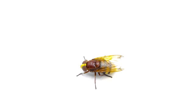 Tabanus, tabano, Hornet mimetic hoverfly, volucella zonaria, studio video, insect isolated on white background