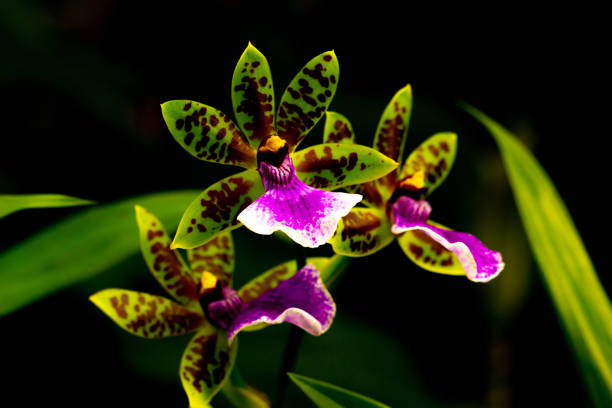 Blossom of orchid - Zygopetalum Mackayi, closeup view