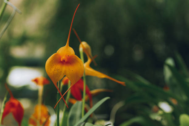 Beautiful tiny miniature orchid of Masdevallia Southern Sun