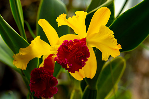 Orchid flower in orchid garden at winter or spring day. Beautiful orchid flower in the tropical garden. Cattleya orchid.