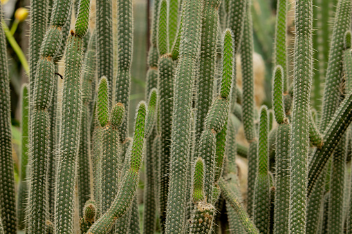 Close up of cactus texture background