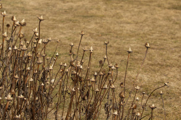 istock Dry wild flowers in sunlight rays on sunny autumn meadow. 2067666530