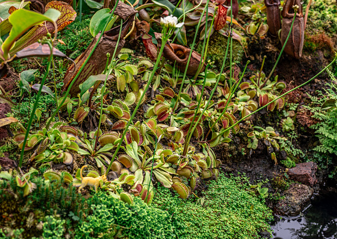 Dionaea, iconic Venus flytrap. vivid colors, and carnivorous nature, this photo is perfect for botanical enthusiasts and horticultural projects. closeup view intricate details fascinating plant