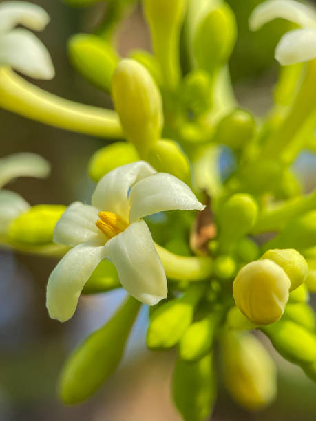 istock Flowers on the papaya tree 2067683230
